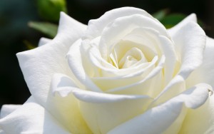 white-rose